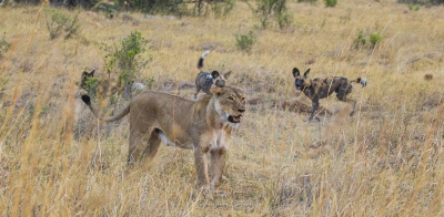 La lionne et les lycaons