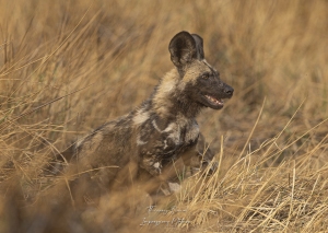 Lycaon  en action