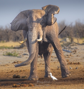Eléphant agité