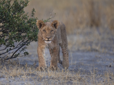 Lionceau