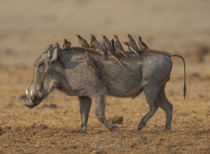 Transport en commun