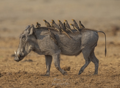 Transport en commun