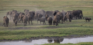 Après la traversée de la rivière Chobe