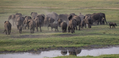 Après la traversée de la rivière Chobe