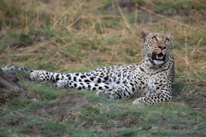 Guettant le vol des oiseaux