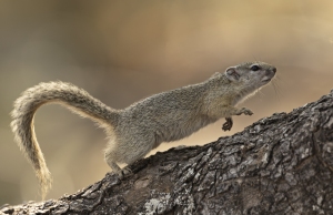 Ecureuil arboricole