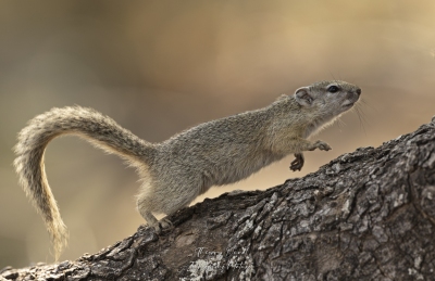Ecureuil arboricole
