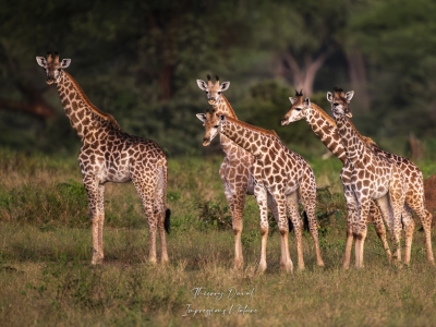 Girafes petit format