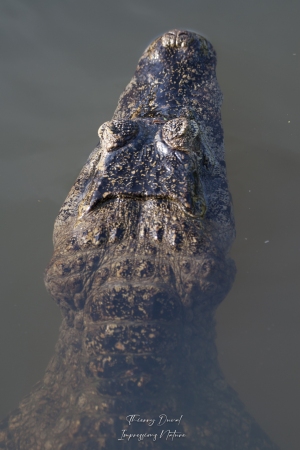 Jacaré