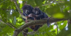 Singes hurleur