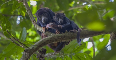 Singes hurleur