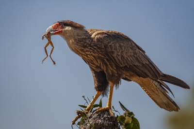 Caracara Huppé