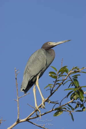 Aigrette bleue