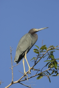 Aigrette bleue