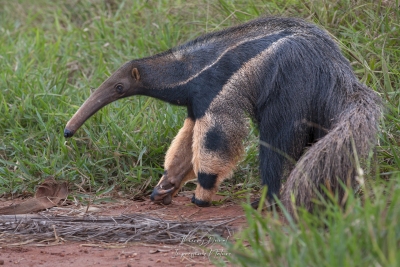 Tamanoir