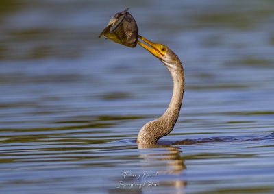 Anhinga en action de pêche
