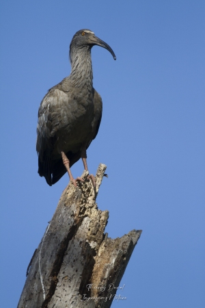 Ibis plombé
