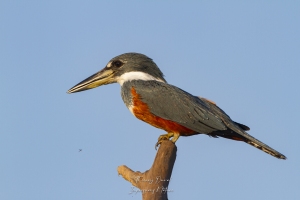 Martin-pêcheur à ventre roux