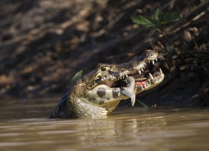 Jacaré  mangeant un poisson