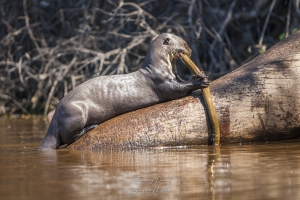Loutre géante d'Amazonie