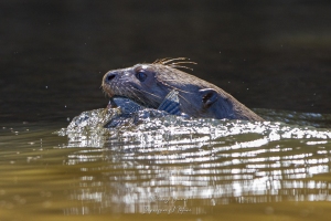 Loutre géante et sa proie