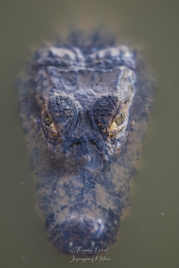 Jacaré