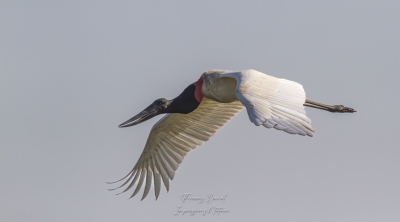 Jabiru