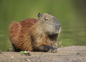 Capybara