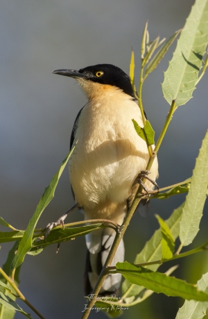 Troglodyte à miroir