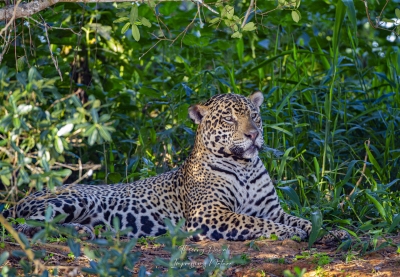 Jaguar