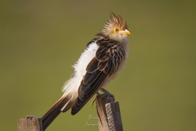 Coucou guira