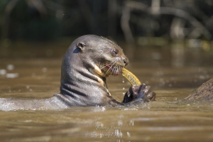 Loutre géante en plein repas