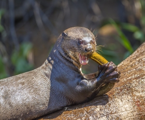 Loutre géante en plein repas