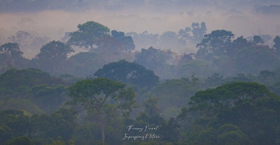 Forêt amazonienne