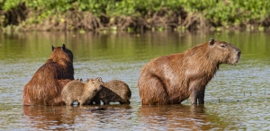 Capybaras