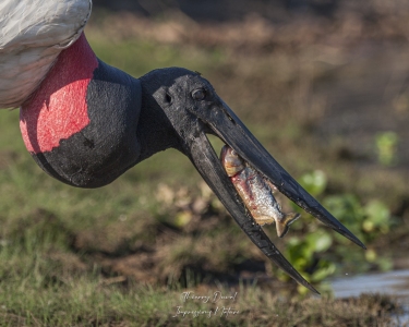 Jabiru en action de pêche