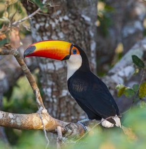 Toucan toco