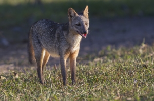 Renard crabier