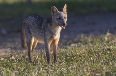 Renard crabier