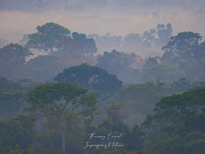 Forêt amazonienne