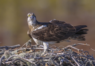 Balbuzard pêcheur