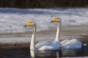 Cygnes chanteur