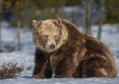 Ours brun