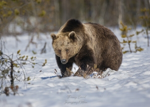 Ours brun