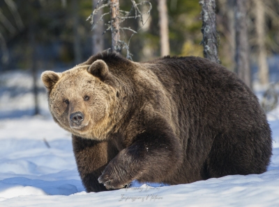 Ours brun