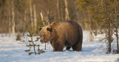 Ours brun
