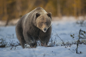 Ours brun