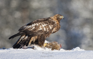 Aigle royal