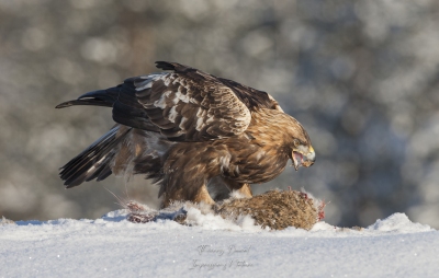 Aigle royal