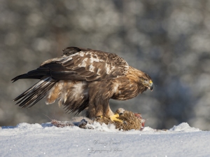 Aigle royal